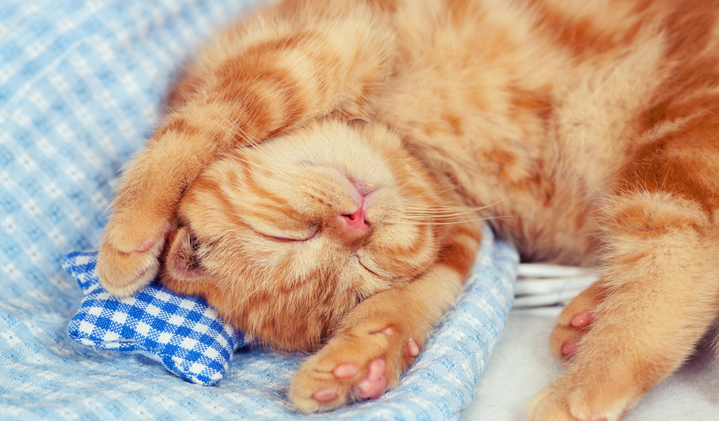 Маленький спящий рыжий котенок 