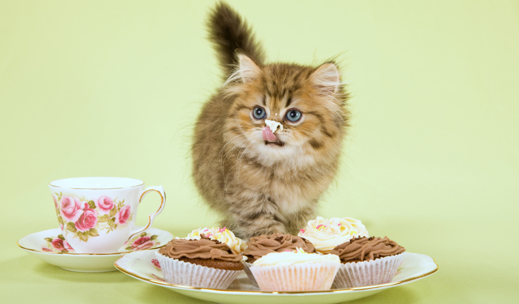 Милый котенок ест пирожное с кремом