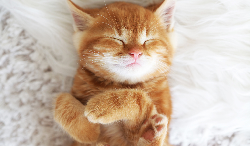 Милый спящий рыжий котенок