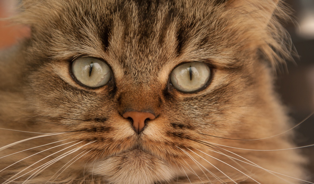 Морда большой пушистой серой кошки