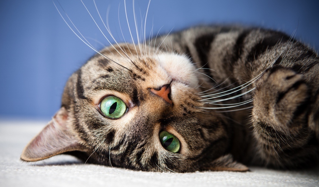 Морда серого полосатого кота с зелеными глазами 