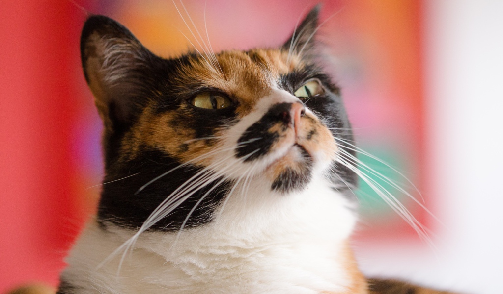 Морда кошки черепахового окраса