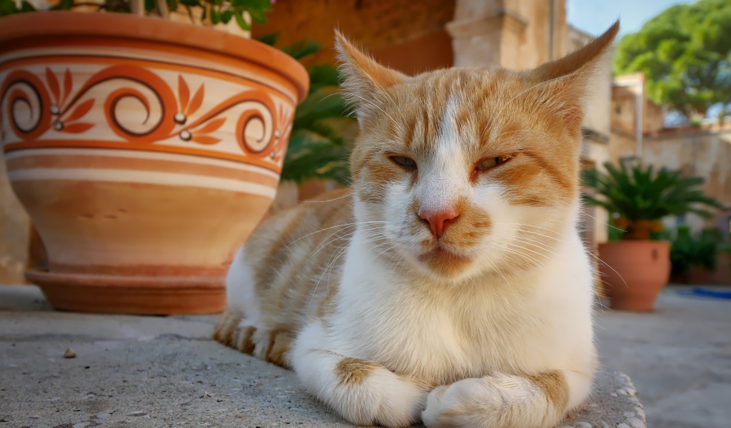 Рыже-белая кошка лежит на дороге у кувшина