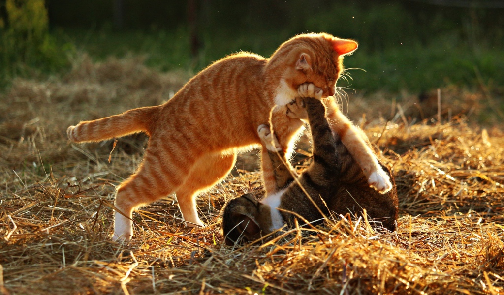 Рыжий и серый котенок играют на сухой траве