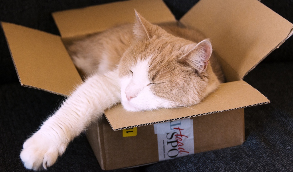 Рыжий кот спит в картонной коробке 