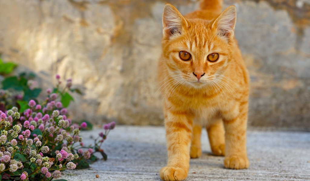 Рыжий кот с красивыми рыжими глазами 