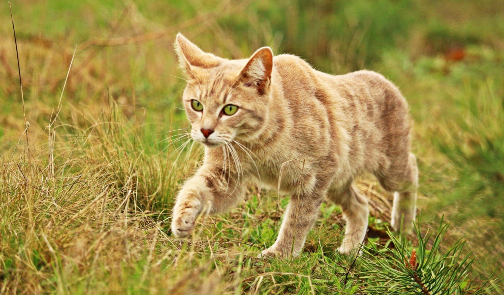 Рыжий кот с зелеными глазами идет по траве 