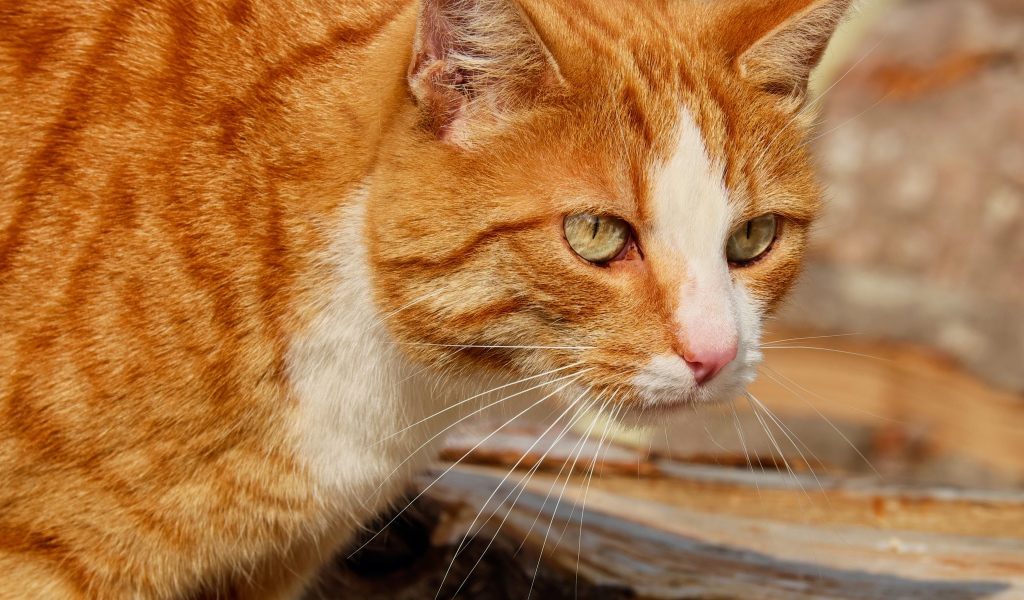 Красная макрель табби кошка