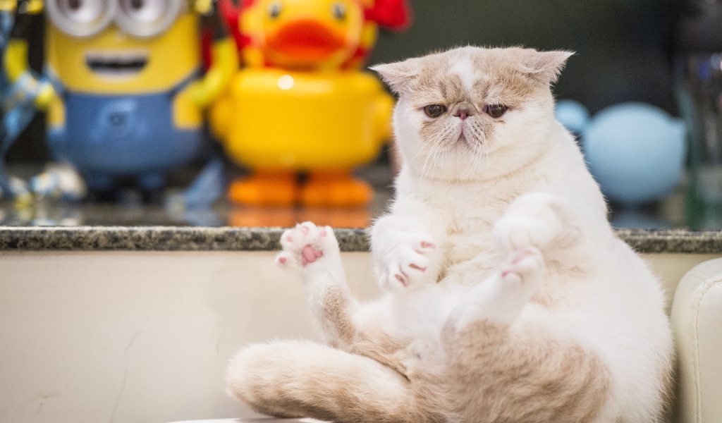 Грустный кот породы экзотическая короткошёрстная кошка