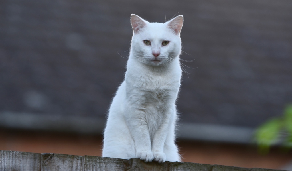 Грустный белый кот сидит на заборе