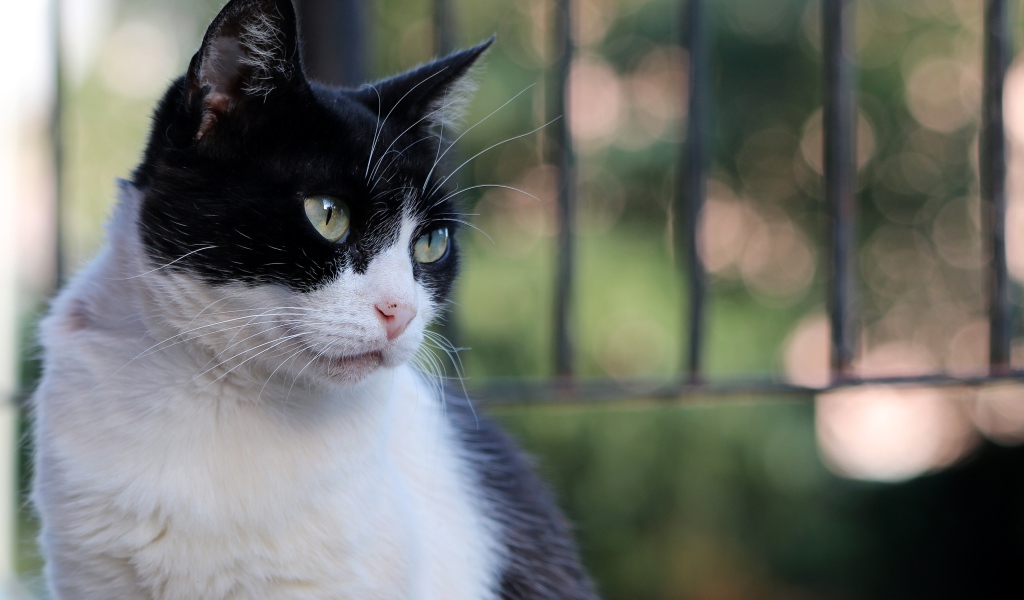 Серьезный взгляд красивого зеленоглазого черно-белого кота