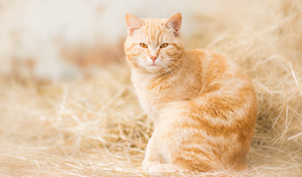 Серьезный взгляд красивого рыжего кота