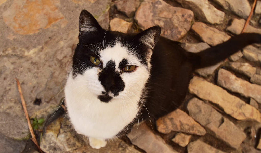 Серьезный взгляд черно белого кота