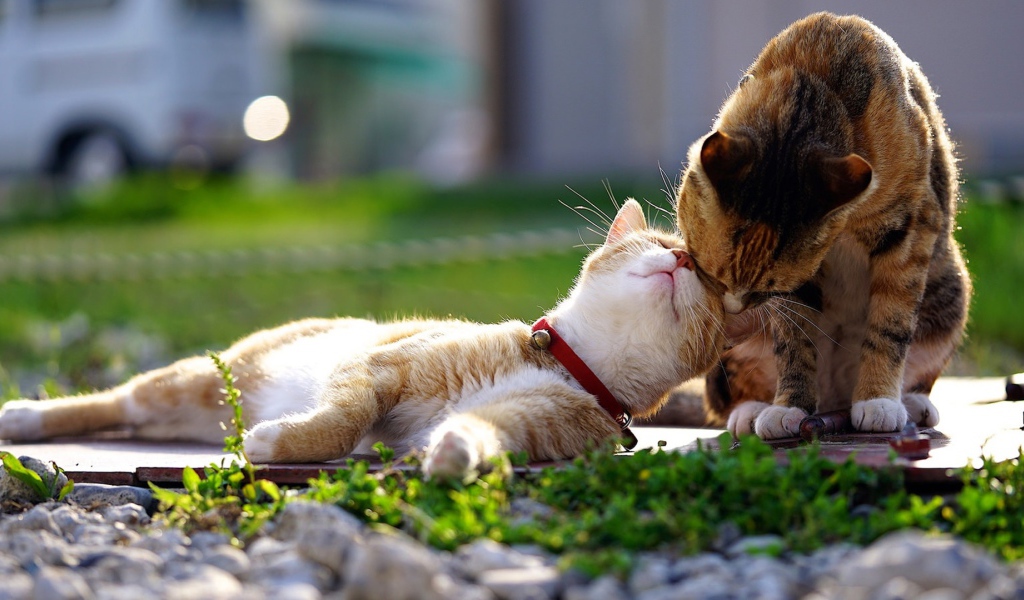 Весенняя кошачья любовь 