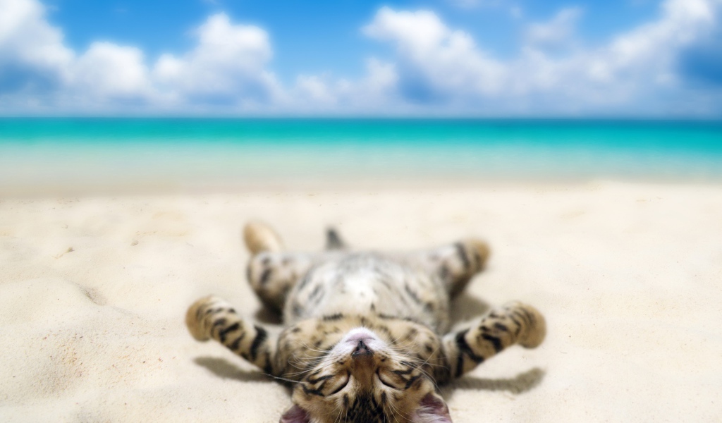 Полосатый котенок загорает на морском пляже