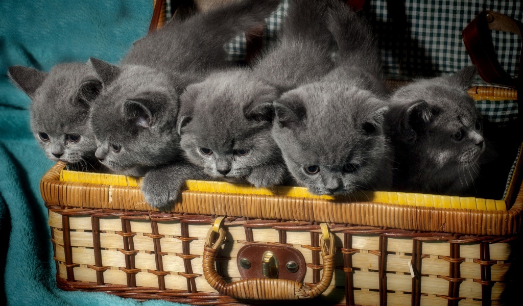 Чемодан с милыми маленькими британскими котятами