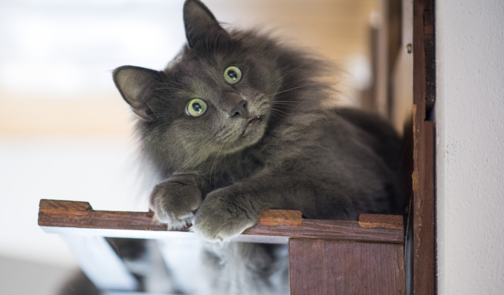 Удивленный взгляд зеленоглазого серого кота