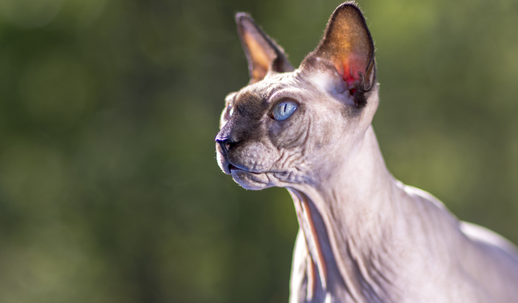 Грозный взгляд голубоглазого кота породы Сфинкс