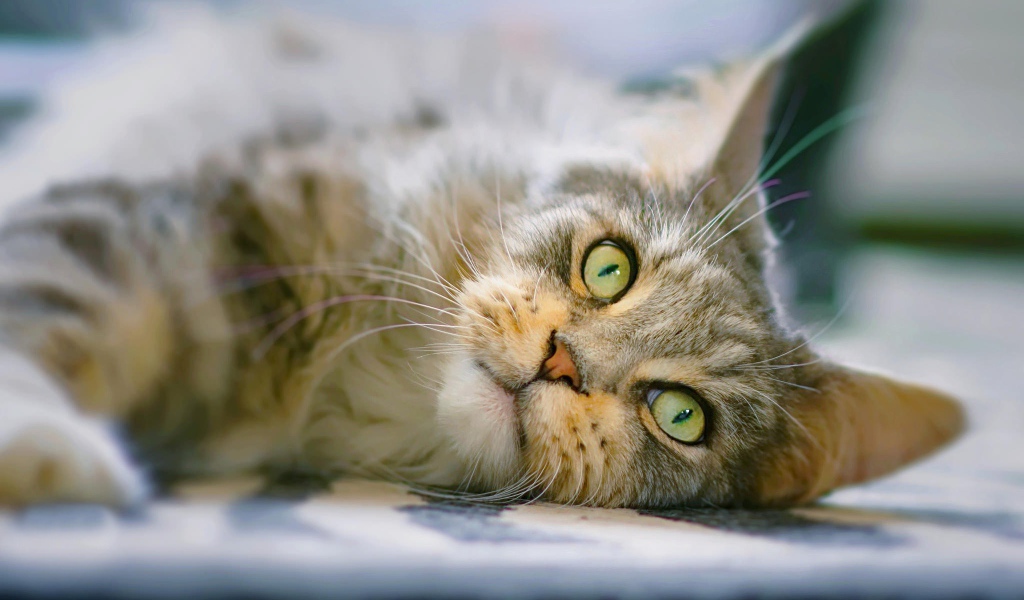 Взгляд серой кошки с зелеными глазами 