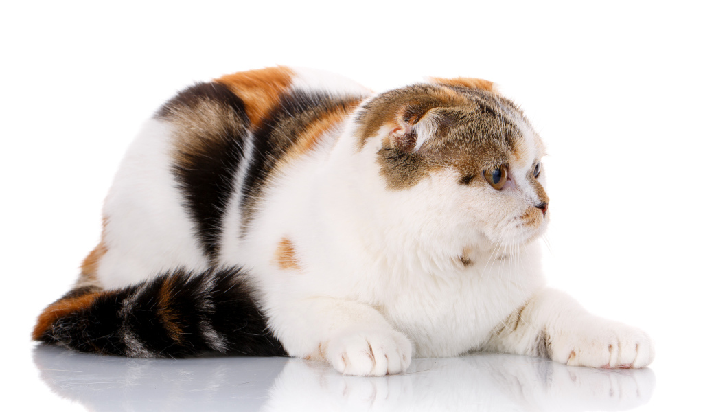 Трехцветная кошка породы Скоттиш-фолд на белом фоне