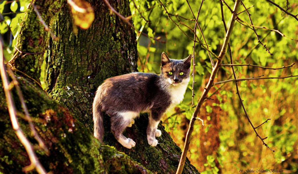 Трехцветная кошка на дереве осенью