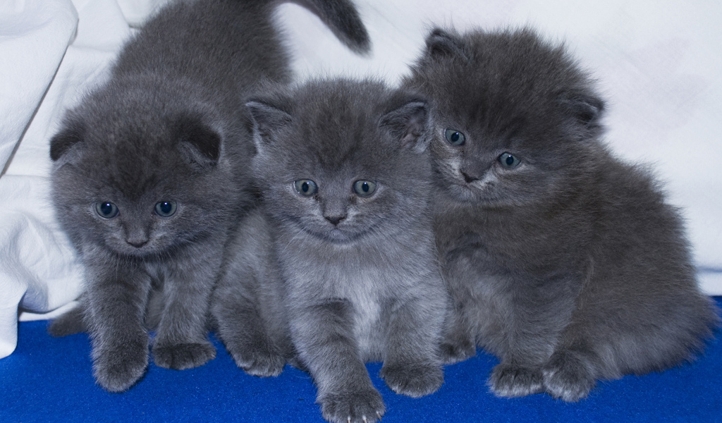 Три маленьких забавных серых котенка 