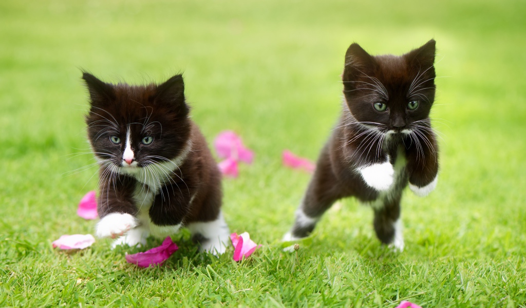 Два черно-белых котенка прыгают по зеленой траве