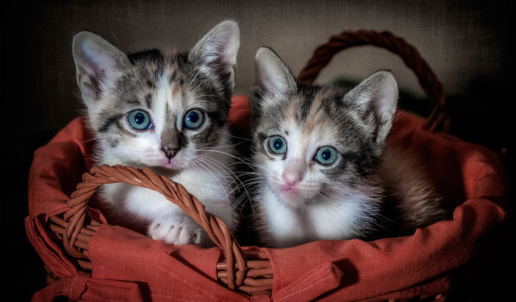 Два милых серых котенка сидят в корзине