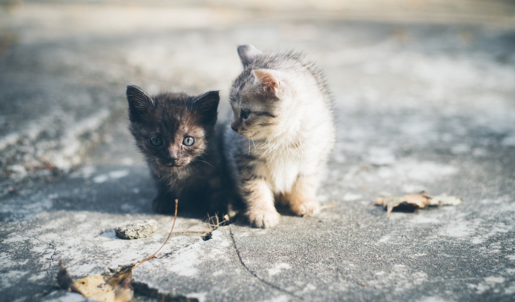 Два маленьких милых котенка сидят на дороге