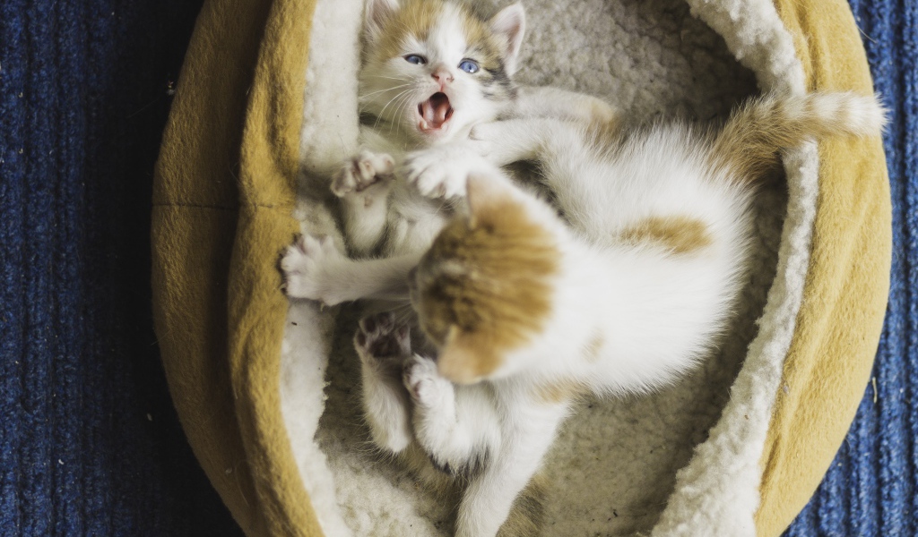 Два маленьких забавных котенка 