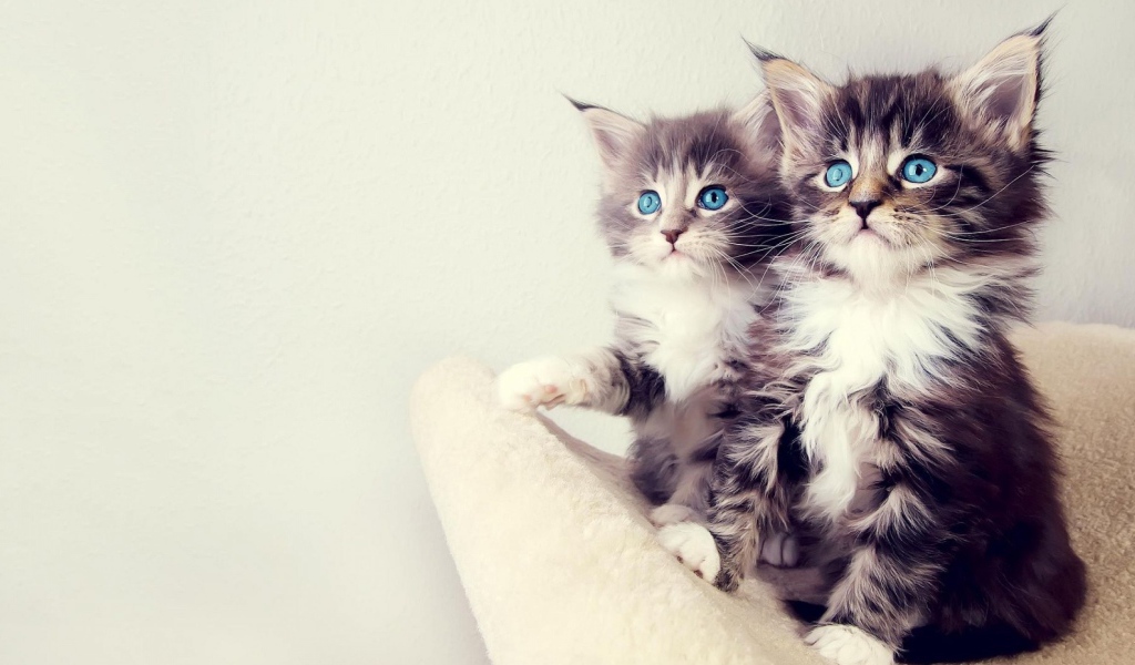 Два маленьких голубоглазых котенка 