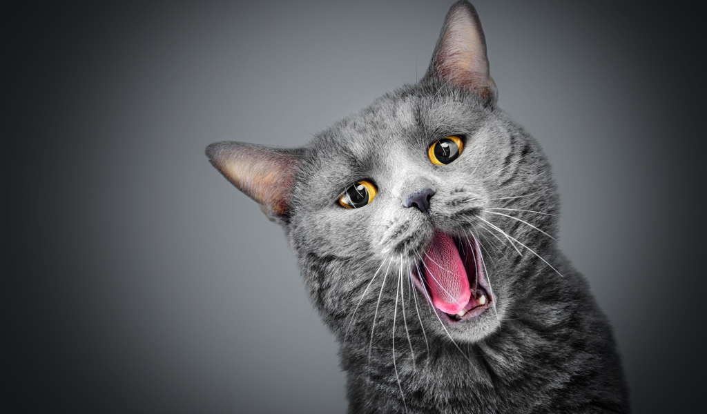 Зевающий серый кот с желтыми глазами