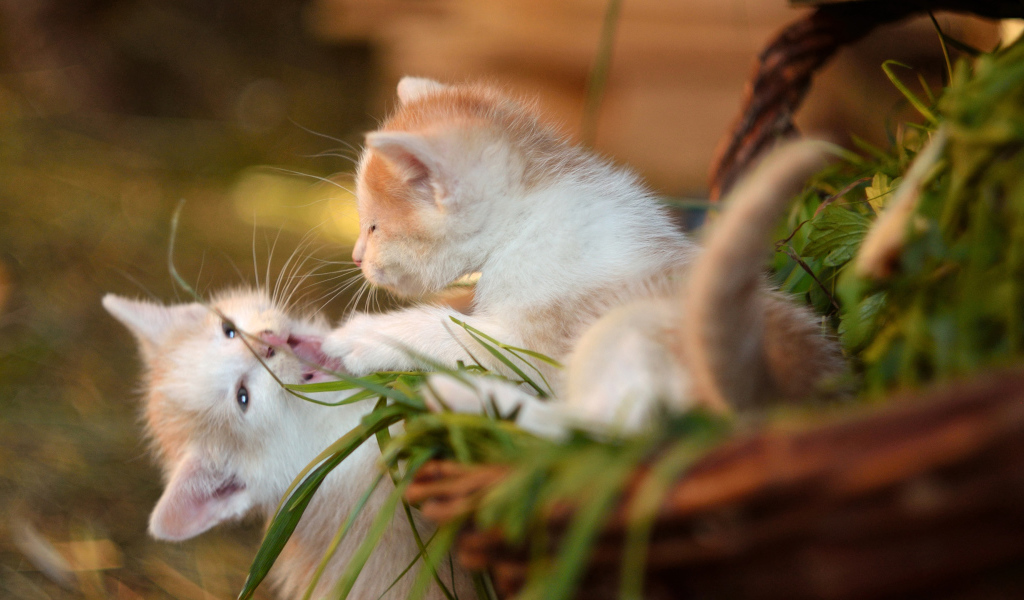 Два маленьких котенка играют 