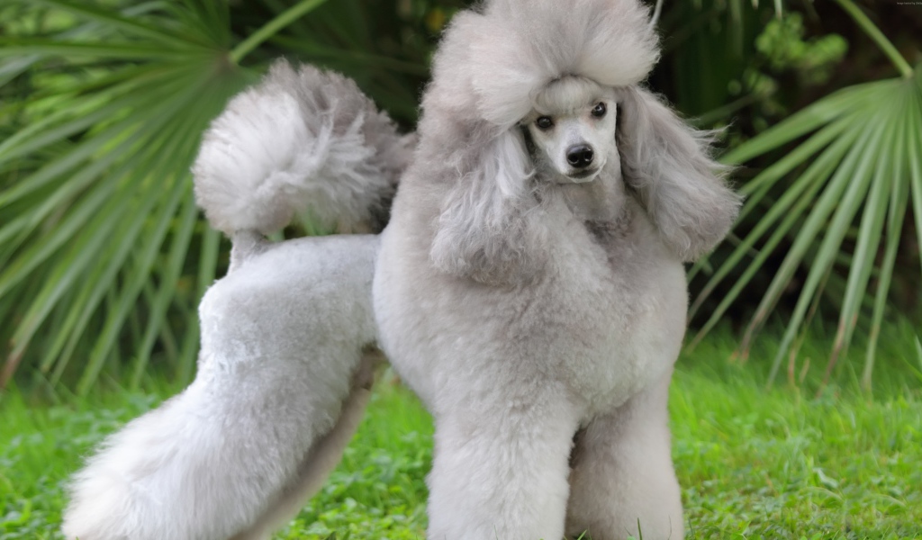 Красивый пушистый серый пудель позирует