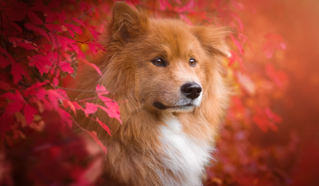 Большая рыжая собака с грустной мордой