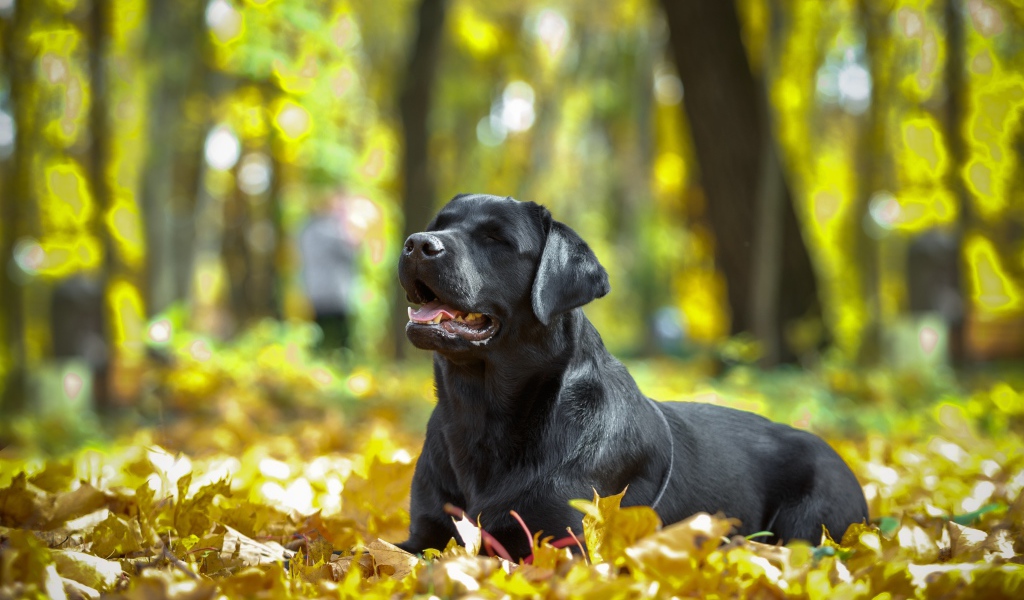 Черный лабрадор отдыхает на опавшей желтой листве