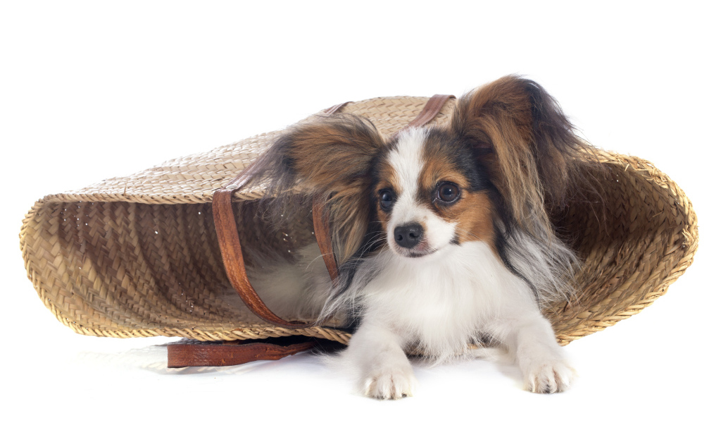 Собака чихуахуа лежит в соломенной корзинке на белом фоне