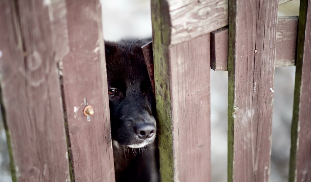 Любопытный черный пес заглядывает в щель в заборе
