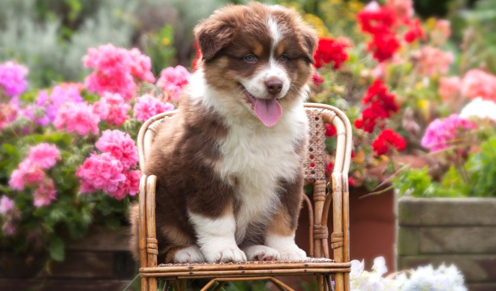 Милый щенок породы Австралийская овчарка, сидит на стуле 