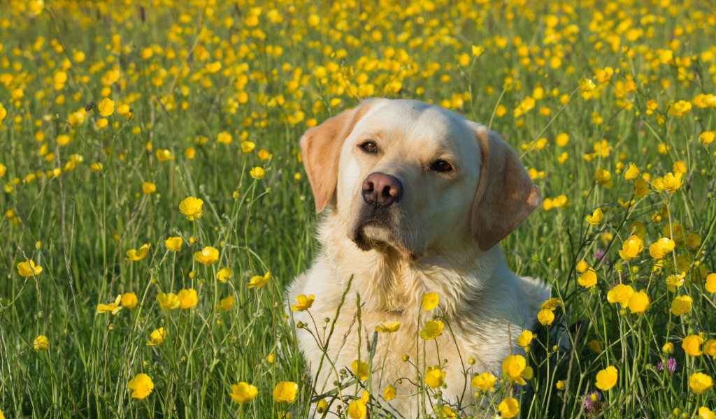 Собака породы золотистый ретривер сидит в поле желтых лютиков