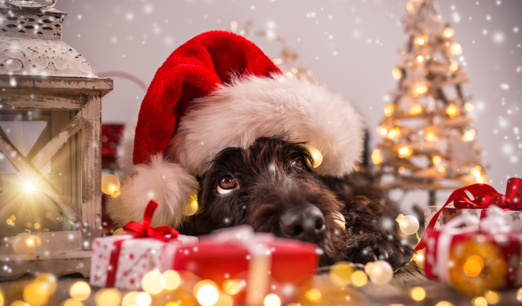 Собака в новогоднем костюме, символ Нового года 2018