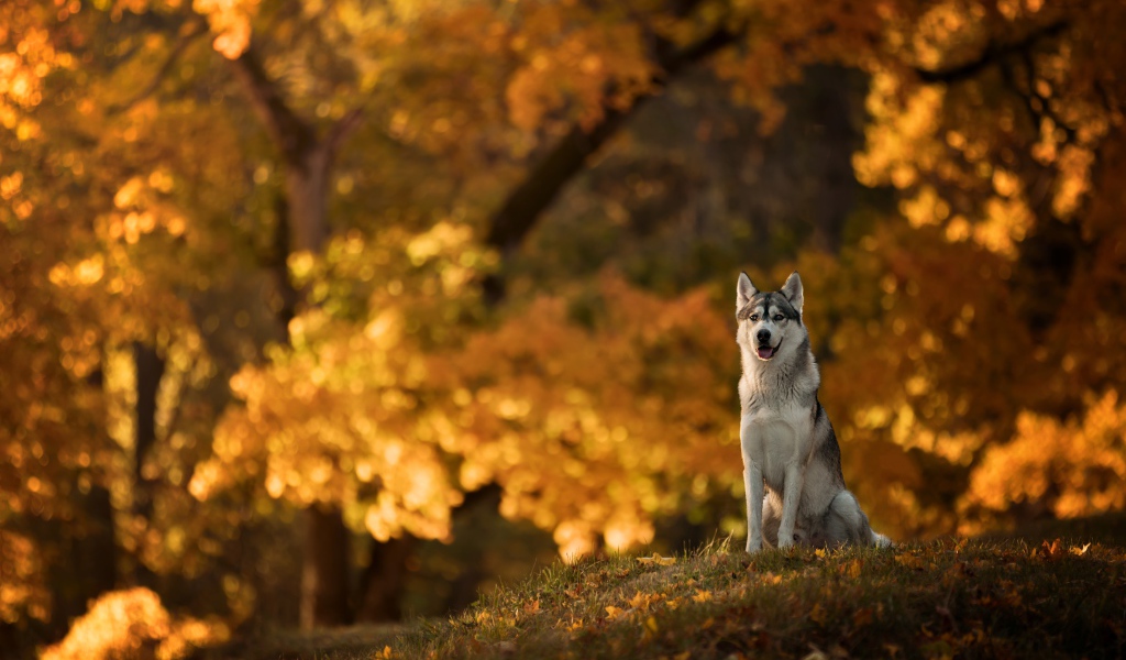 Собака породы хаски сидит на поляне в осеннем парке