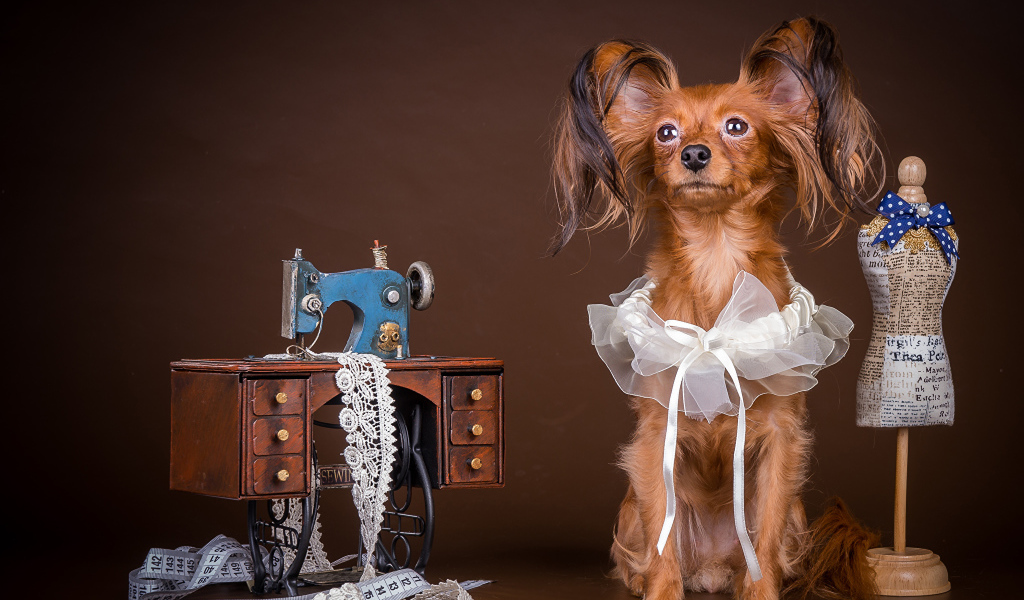 Собака породы русский той терьер позирует в наряде