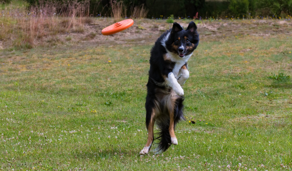 Собака породы Бордер-колли в прыжке