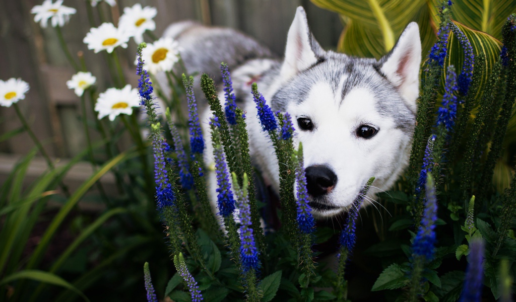 Собака породы Хаски с голубых цветах 