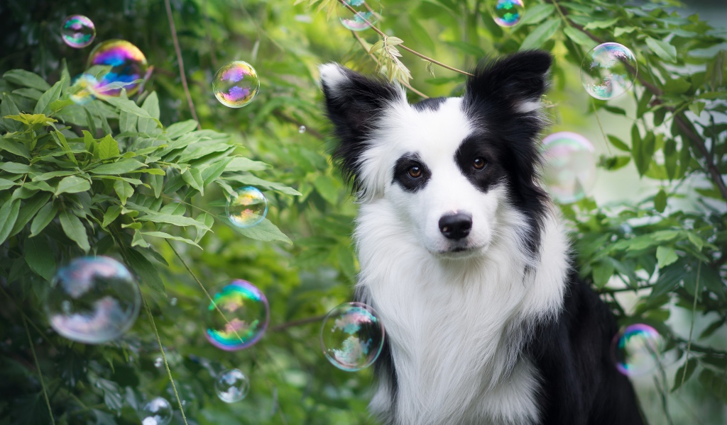 Забавная собака породы бордер колли в мыльных пузырях