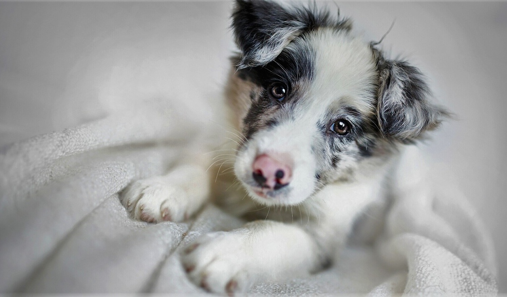 Забавная морда щенка бордер-колли