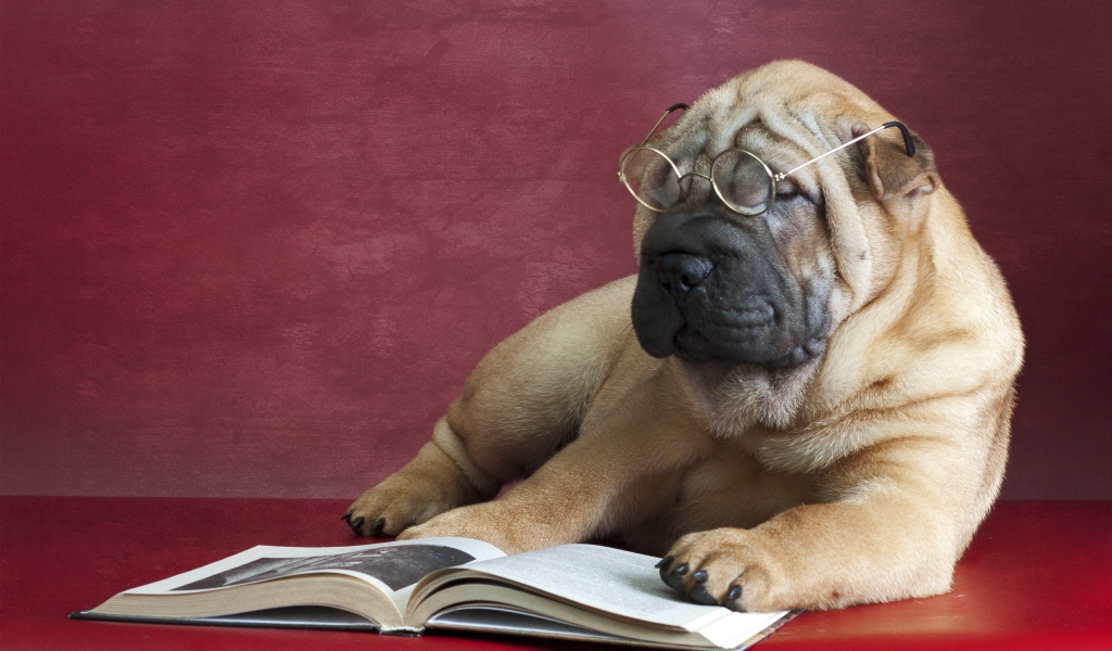 Большой пес породы шарпей в очках читает книгу
