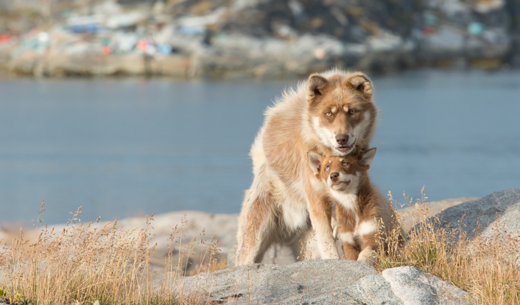 Большая собака со щенком сидят на камне