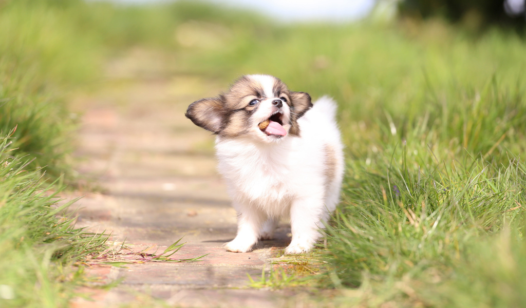 Маленький забавный щенок породы Папильон